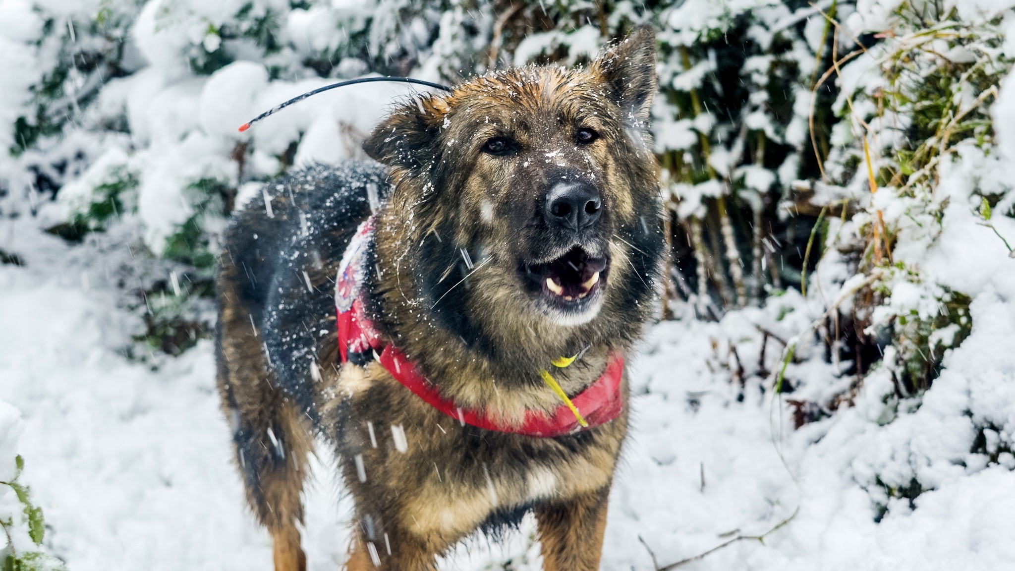 kynologicka rallye memorial stefana zavackeho 